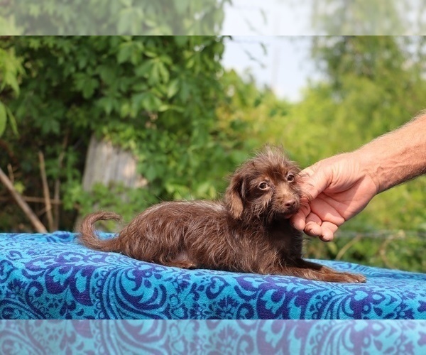Medium Photo #16 Poodle (Toy)-YorkiePoo Mix Puppy For Sale in DYERSBURG, TN, USA