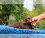 Small #15 Poodle (Toy)-YorkiePoo Mix