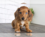 Small Photo #2 Dachshund Puppy For Sale in RED LION, PA, USA