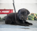 Small Photo #10 Cane Corso Puppy For Sale in BIRD IN HAND, PA, USA