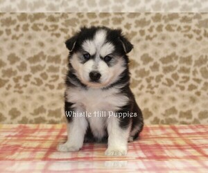 Pomsky Puppy for sale in DENVER, PA, USA