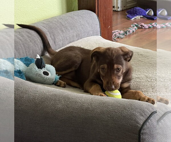 Medium Photo #4 German Shepherd Dog-Unknown Mix Puppy For Sale in Minneapolis, MN, USA