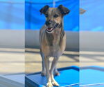 Small #1 Labrador Retriever Mix
