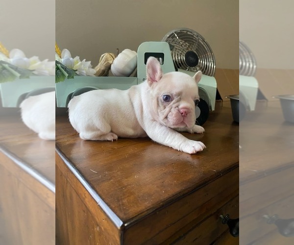 Medium Photo #9 French Bulldog Puppy For Sale in HAMILTON, OH, USA