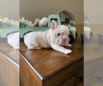 Small #8 French Bulldog
