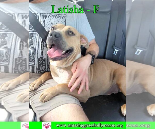 Medium Photo #3  Puppy For Sale in , 