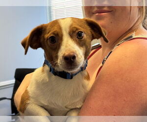Chug Dogs for adoption in Holly Springs, NC, USA