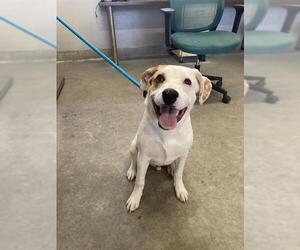 American Pit Bull Terrier-Unknown Mix Dogs for adoption in Camarillo, CA, USA