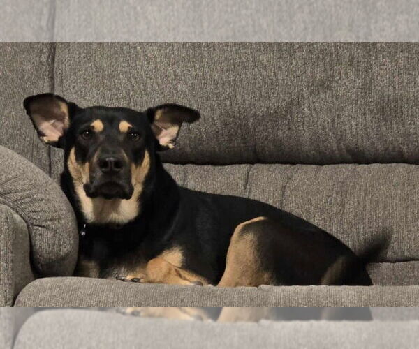 Medium Photo #2 Australian Kelpie-Labrador Retriever Mix Puppy For Sale in Chandler, AZ, USA