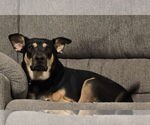 Small #1 Australian Kelpie-Labrador Retriever Mix