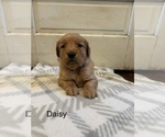 Small Photo #5 Golden Retriever Puppy For Sale in MARSHFIELD, MO, USA
