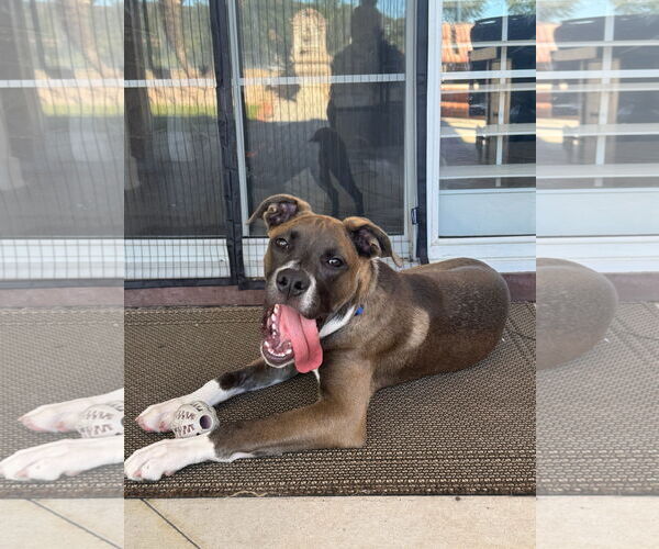 Medium Photo #3 American Pit Bull Terrier-Unknown Mix Puppy For Sale in Corona, CA, USA