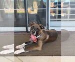 Small #2 American Pit Bull Terrier Mix