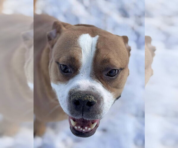 Medium Photo #3 Boxer-Unknown Mix Puppy For Sale in Burnsville, MN, USA