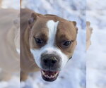 Small #2 Boxer Mix