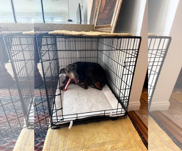 Medium Photo #10 Doberman Pinscher-Unknown Mix Puppy For Sale in Escondido, CA, USA