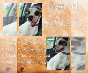 Boxer-Unknown Mix Dogs for adoption in Jacksonville, NC, USA