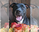 Small #10 Bull Terrier-Labrador Retriever Mix