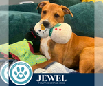 Small #1 American Pit Bull Terrier-Labrador Retriever Mix