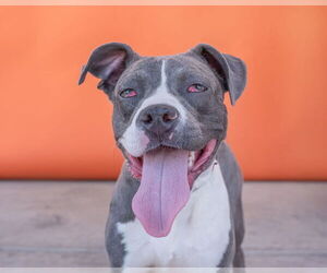 American Pit Bull Terrier Dogs for adoption in Pasadena, CA, USA