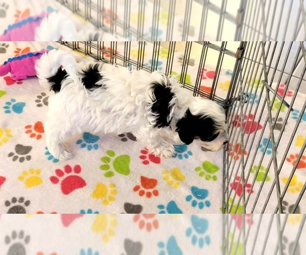Medium Photo #6 Havanese Puppy For Sale in ORO VALLEY, AZ, USA