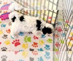 Small #5 Havanese