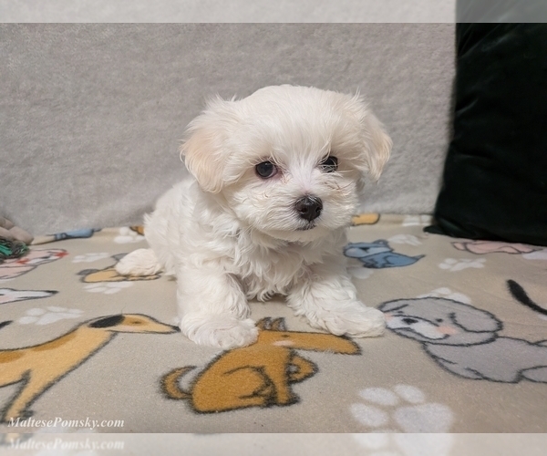Medium Photo #6 Maltese Puppy For Sale in OCALA, FL, USA