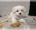Small #4 Maltese