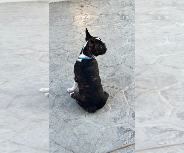 Medium Photo #5 French Bulldog Puppy For Sale in EL PASO, TX, USA