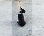 Small Photo #5 French Bulldog Puppy For Sale in EL PASO, TX, USA
