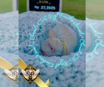 Small Photo #19 French Bulldog Puppy For Sale in ATHENS, GA, USA