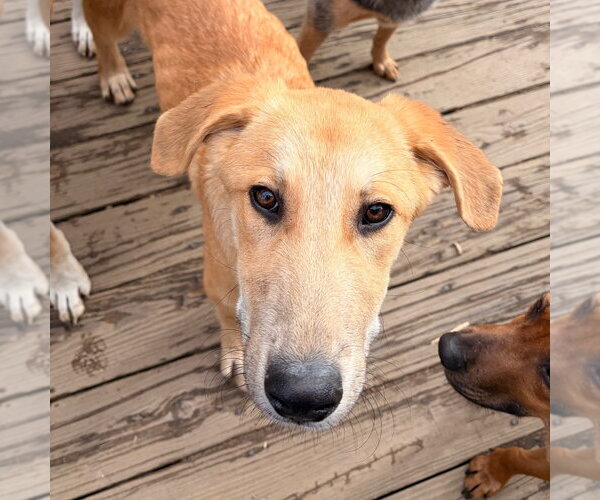 Medium Photo #5 Mutt Puppy For Sale in Canton, CT, USA