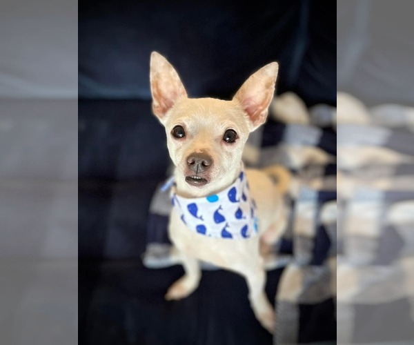 Medium Photo #2 Chihuahua Puppy For Sale in Pensacola, FL, USA