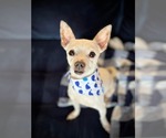 Small #1 Chihuahua