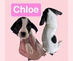 Small Basset Hound Mix