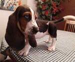 Small Photo #11 Basset Hound Puppy For Sale in SODDY DAISY, TN, USA