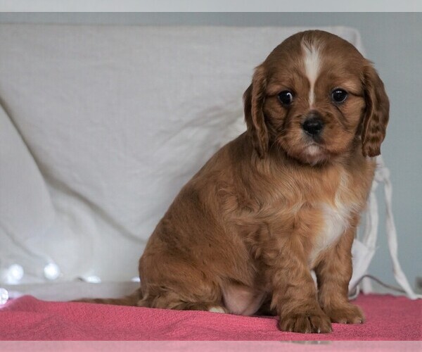 Medium Photo #3 Cavalier King Charles Spaniel Puppy For Sale in FREDERICKSBG, OH, USA