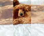 Small Photo #13 Poodle (Standard) Puppy For Sale in SEATTLE, WA, USA