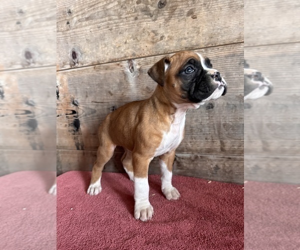 Medium Photo #4 Boxer Puppy For Sale in VERMONTVILLE, MI, USA