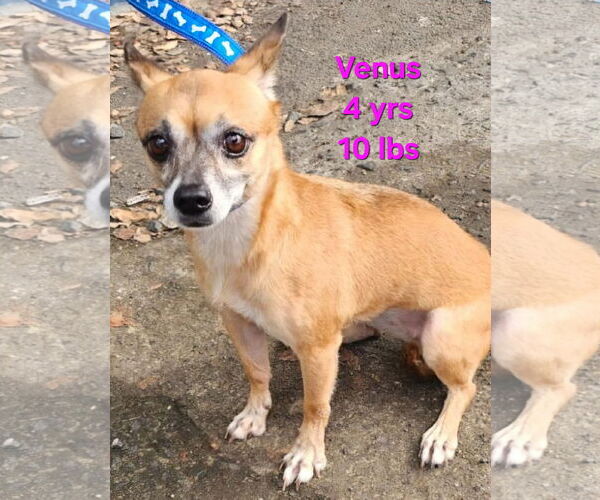 Medium Photo #1 Chihuahua-Unknown Mix Puppy For Sale in Virginia Beach, VA, USA