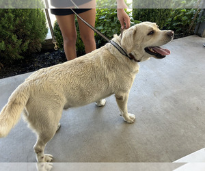 Father of the Labrador Retriever puppies born on 06/23/2025