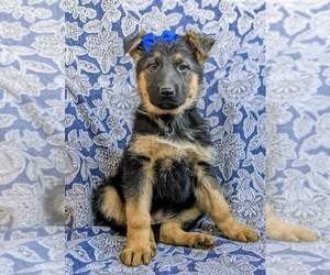German Shepherd Dog Puppy for sale in LANCASTER, PA, USA
