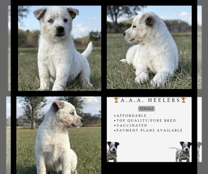 Australian Cattle Dog Puppy for sale in ZOLFO SPRINGS, FL, USA