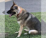 Small #2 German Shepherd Dog