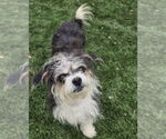 Small #1 Jack Russell Terrier-Shih Tzu Mix