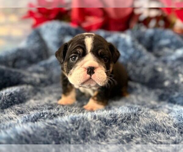 Medium Photo #2 English Bulldog Puppy For Sale in OOLOGAH, OK, USA
