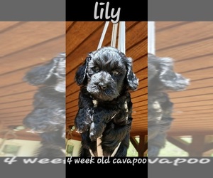 Cavapoo Puppy for sale in MILLVILLE, MN, USA