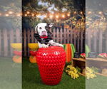 Small #11 American Pit Bull Terrier Mix