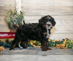 Medium Goldendoodle (Miniature)