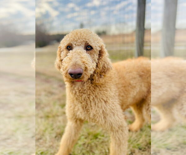 Medium Photo #5 Poodle (Standard) Puppy For Sale in Pacolet, SC, USA
